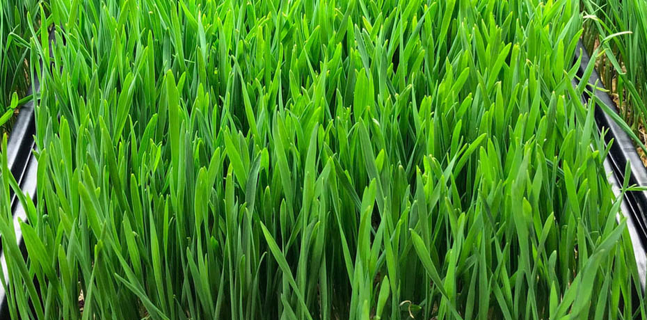wheatgrass-microgreens